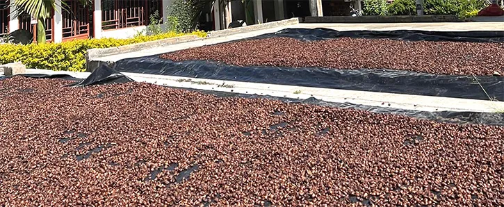 徹底した品質管理を行っているカスカラ