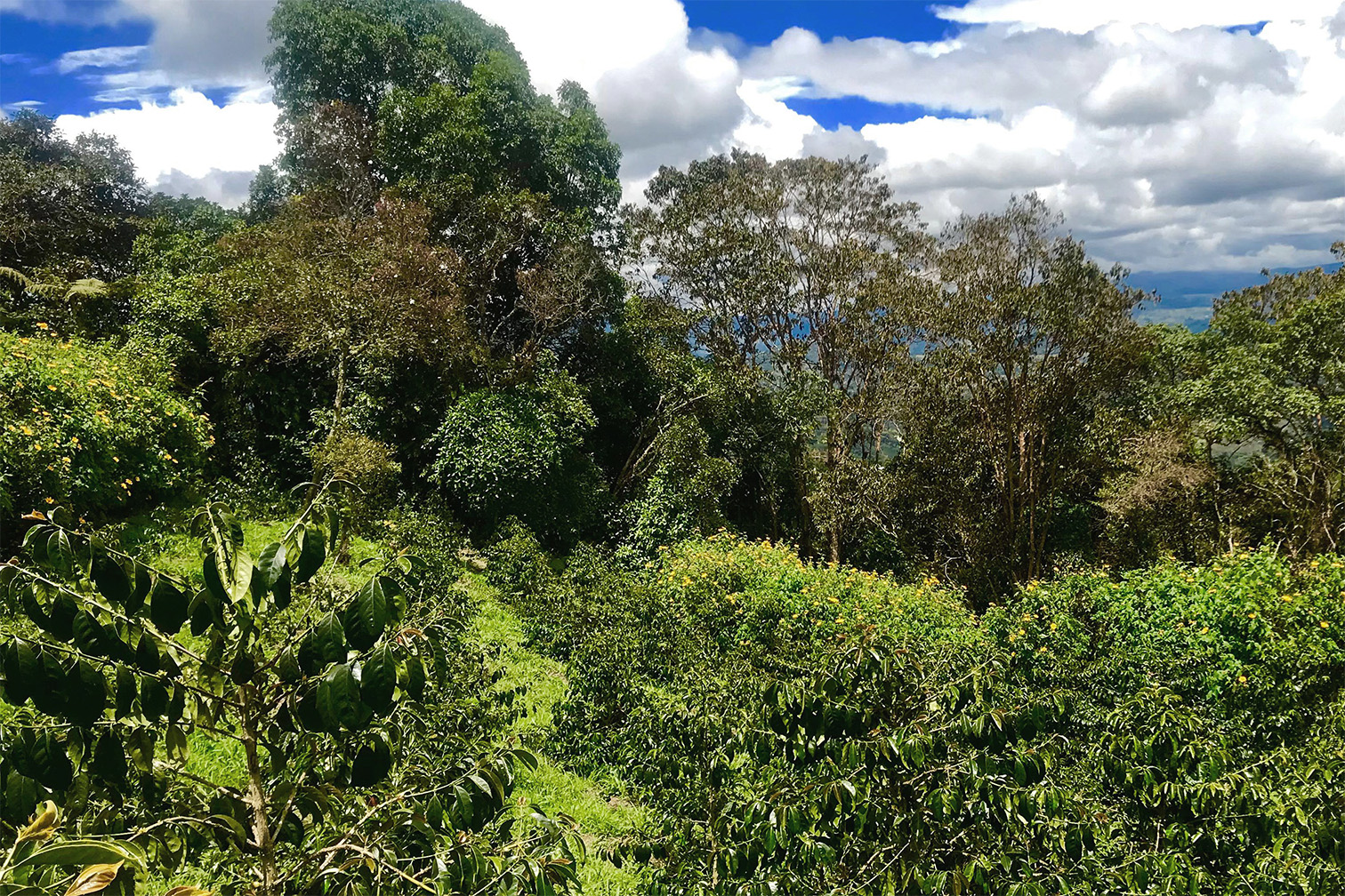 エストレージャス農園3