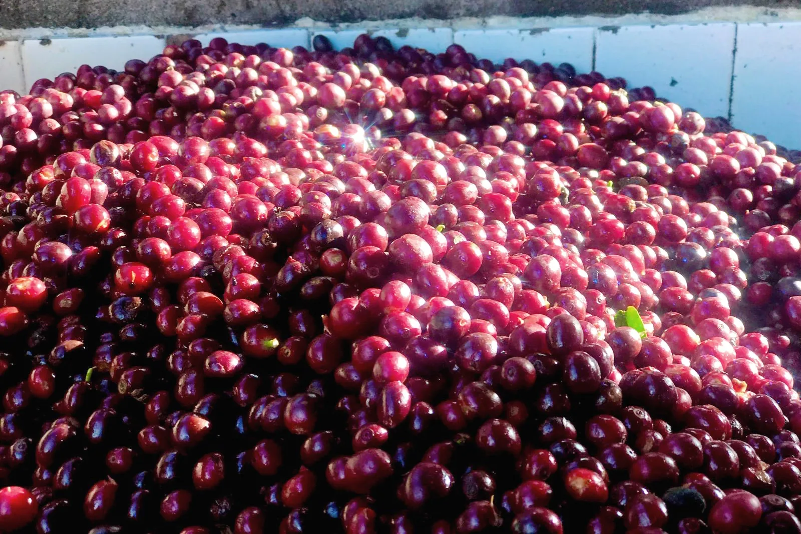 サンタイサベル農園1