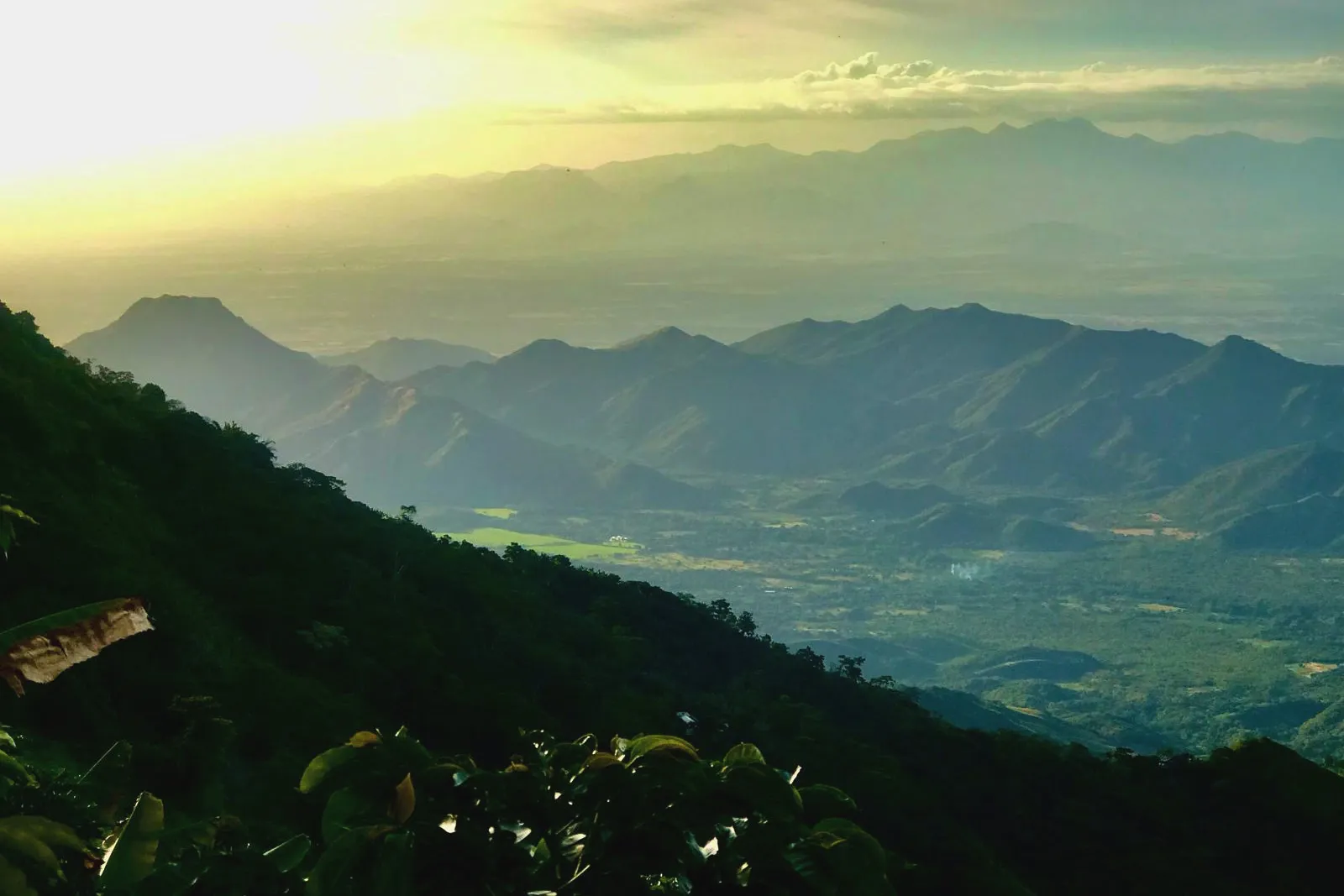 サンタイサベル農園3