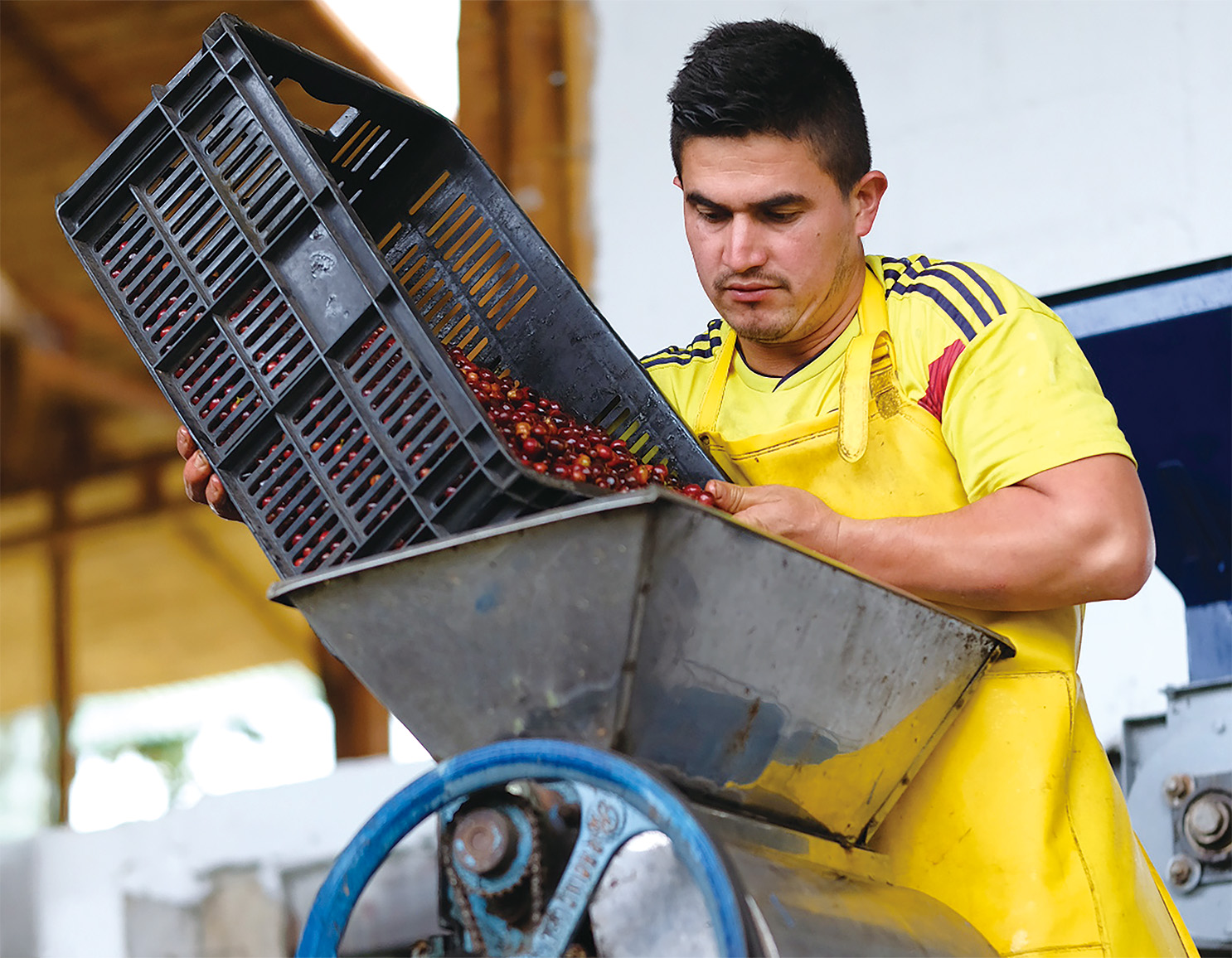 セレサ農園で精製される新鮮なスペシャルティコーヒー