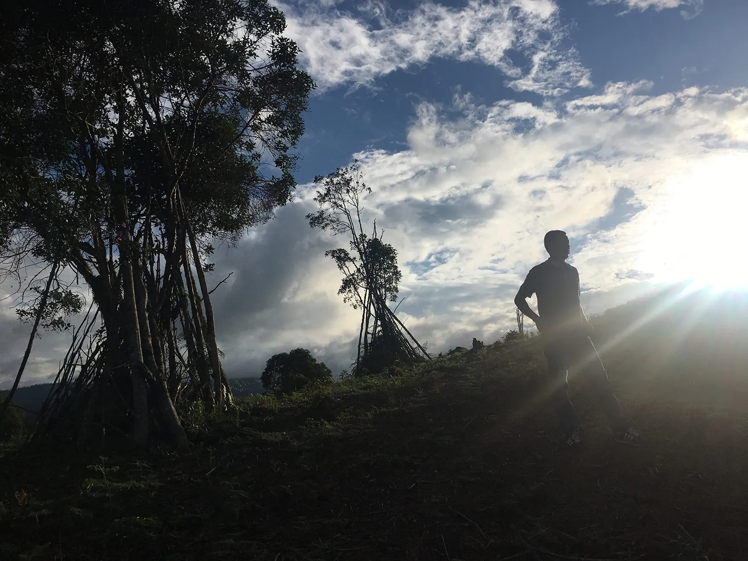 コーヒーの木が息づくコロンビア高山の輝かしい太陽