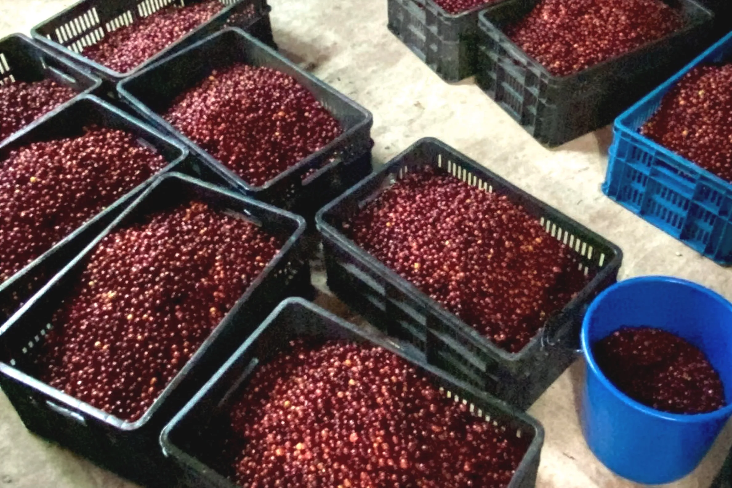 コーヒーの可憐な白い花