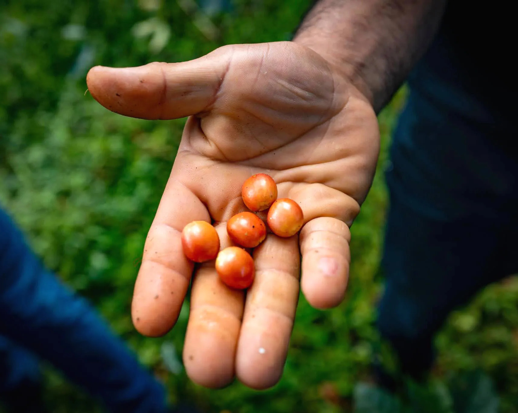 コーヒー豆を一粒ひとつぶ摘み取るピッカーの手