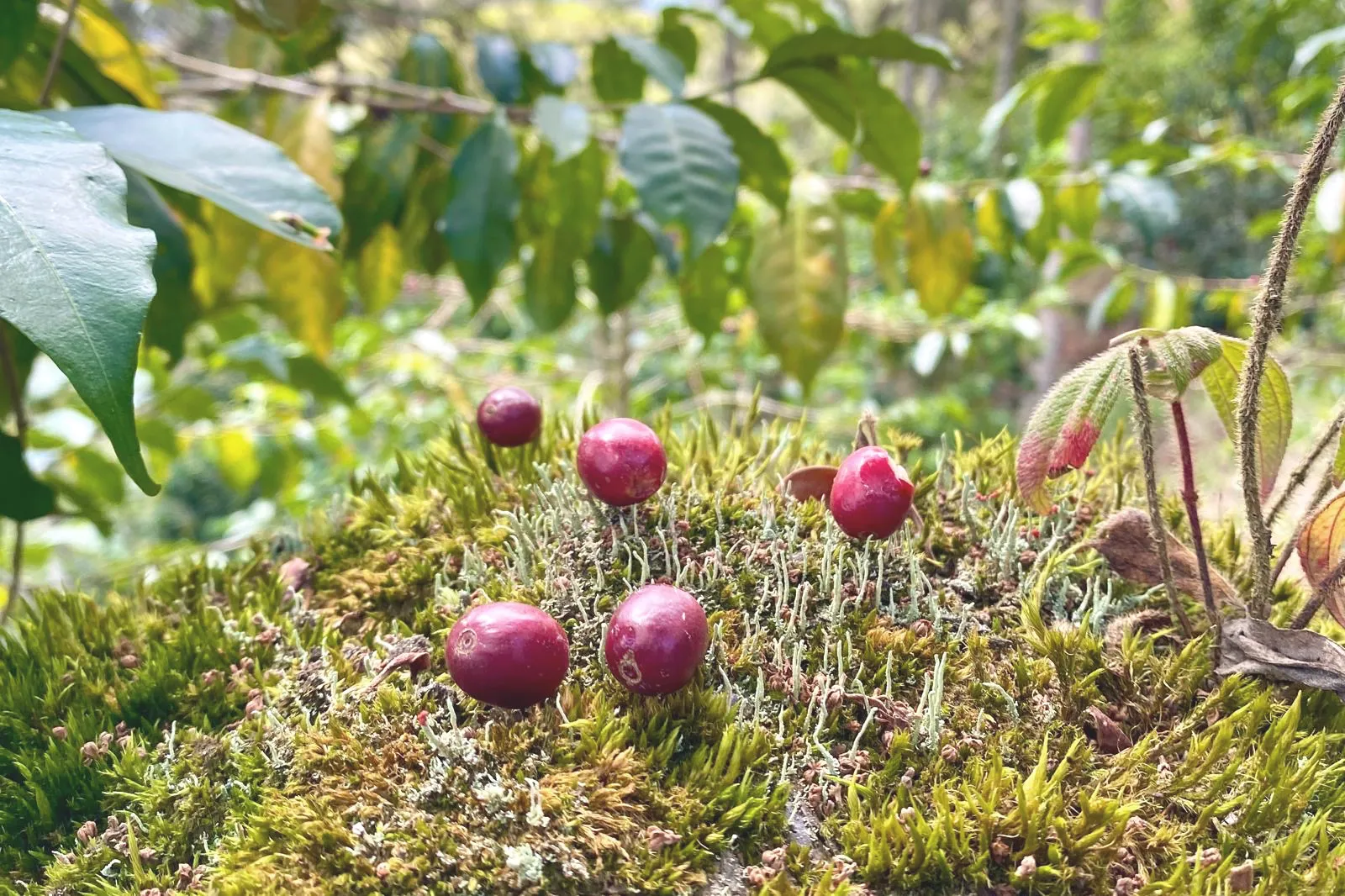 サフィーロ農園2