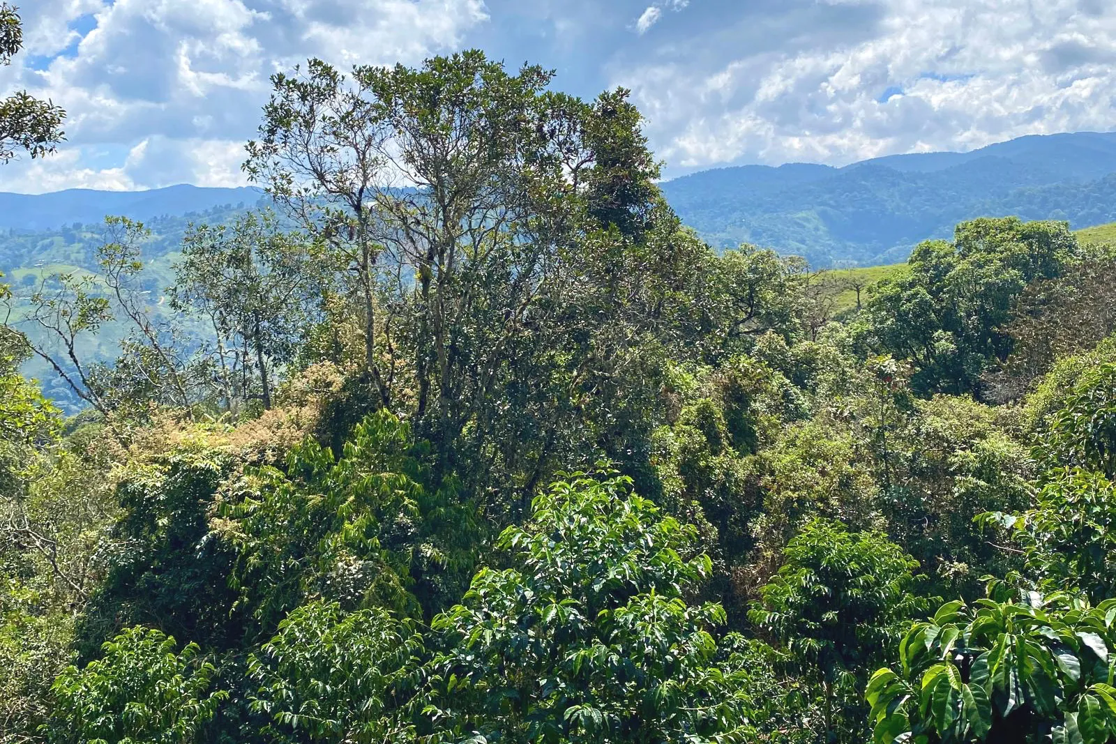 サフィーロ農園3