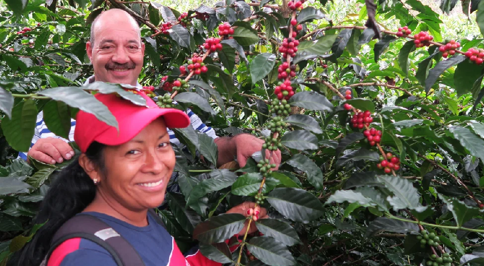 サフィーロ農園1